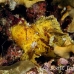 scorpionfish_leaf_db_h_0705_png2146.jpg